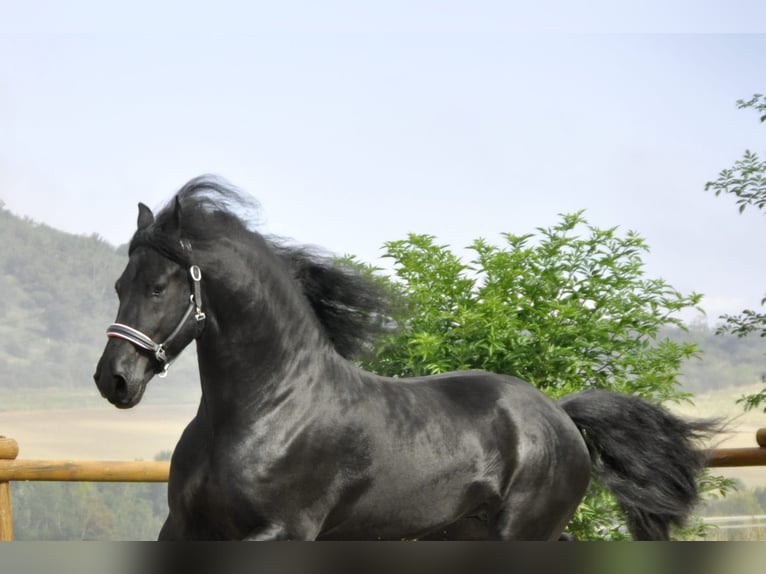 Friesian horses Stallion 4 years 16,2 hh Black in Ochtendung