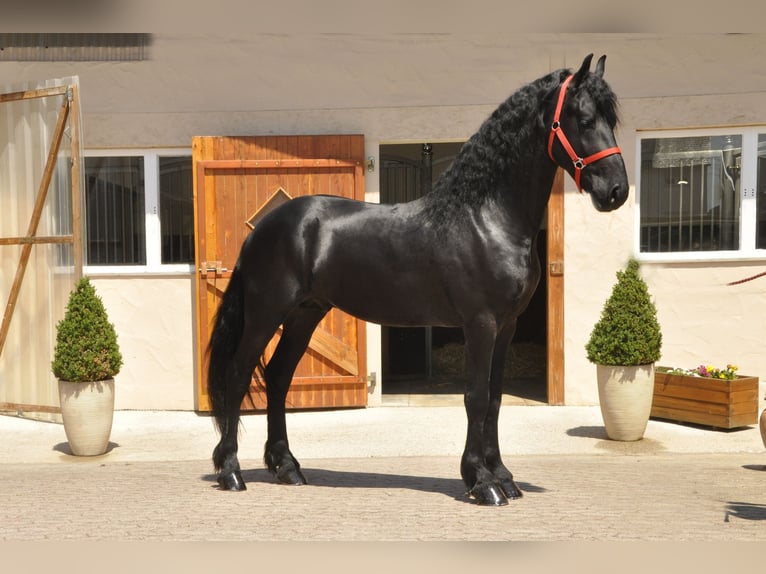 Friesian horses Stallion 4 years 16,2 hh Black in Ochtendung