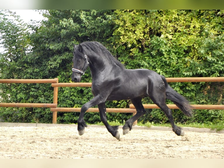 Friesian horses Stallion 4 years 16,2 hh Black in Ochtendung