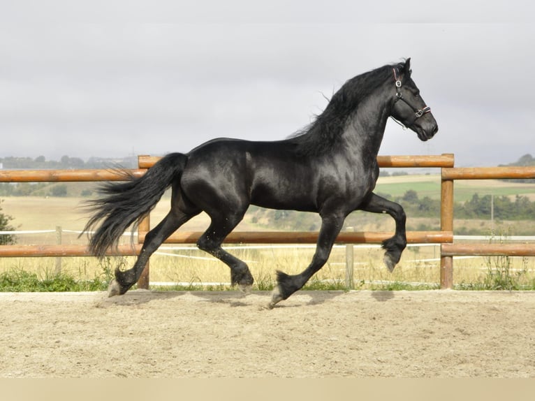 Friesian horses Stallion 4 years 16,2 hh Black in Ochtendung