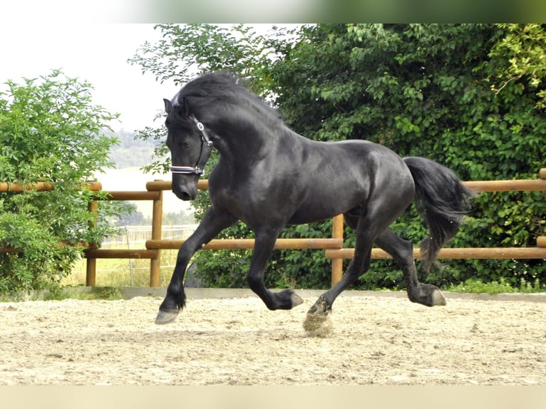 Friesian horses Stallion 4 years 16,2 hh Black in Ochtendung