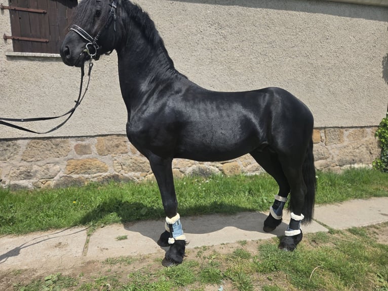 Friesian horses Stallion 4 years 16 hh Black in Lengenfeld