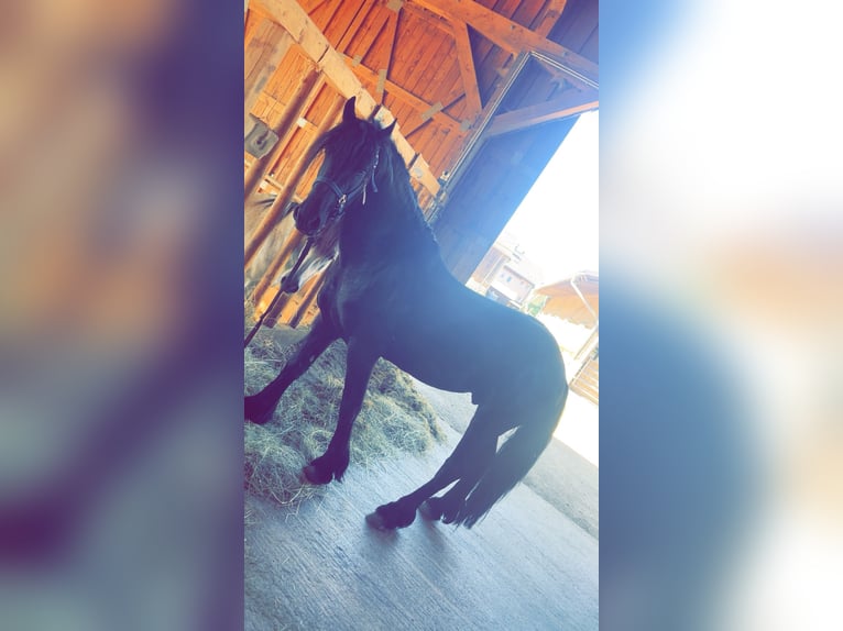 Friesian horses Stallion 4 years 16 hh Black in Kirchberg im Wald
