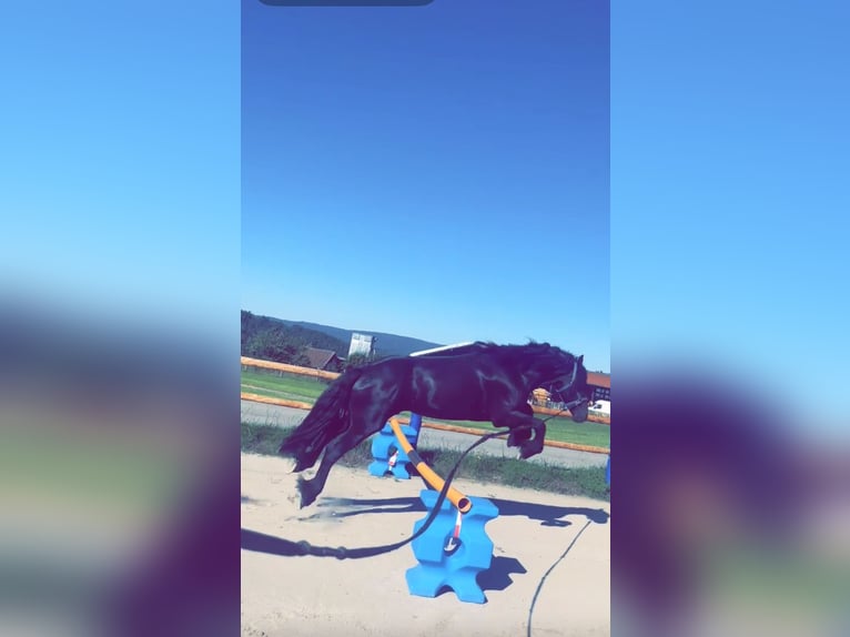 Friesian horses Stallion 4 years 16 hh Black in Kirchberg im Wald