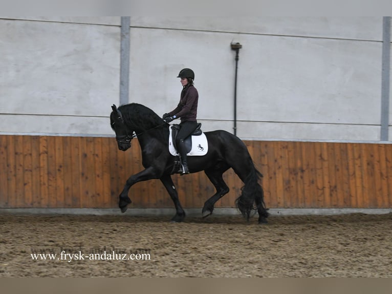 Friesian horses Stallion 4 years 16 hh Black in Mijnsheerenland