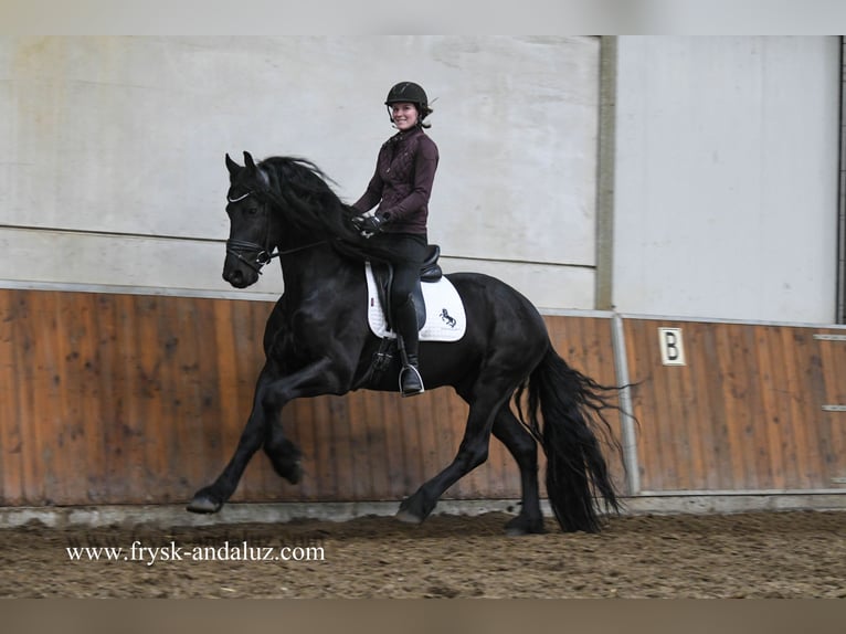 Friesian horses Stallion 4 years 16 hh Black in Mijnsheerenland