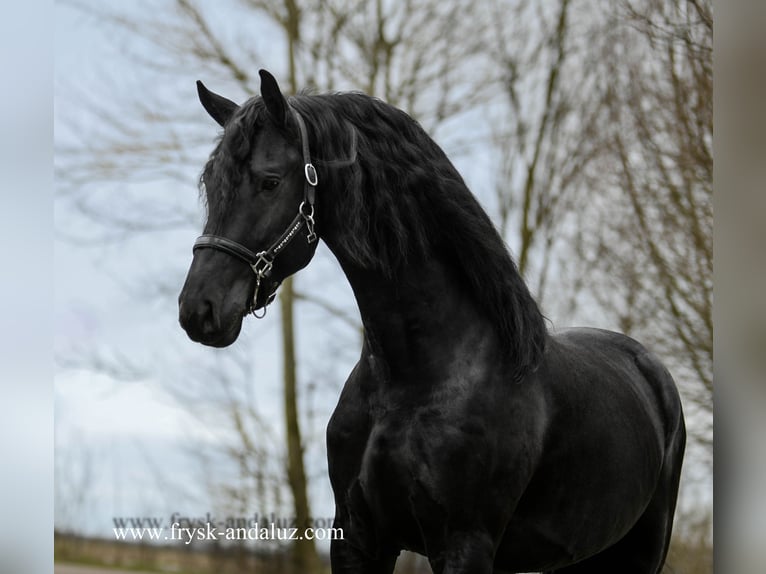 Friesian horses Stallion 4 years 16 hh Black in Mijnsheerenland