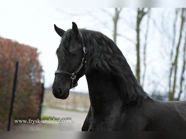 Friesian horses Stallion 4 years 16 hh Black in Mijnsheerenland