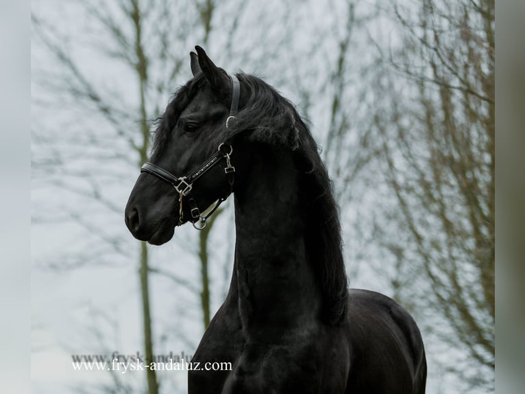 Friesian horses Stallion 4 years 16 hh Black in Mijnsheerenland