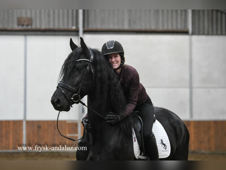 Friesian horses Stallion 4 years 16 hh Black in Mijnsheerenland