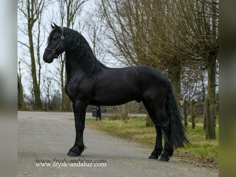 Friesian horses Stallion 4 years 16 hh Black in Mijnsheerenland