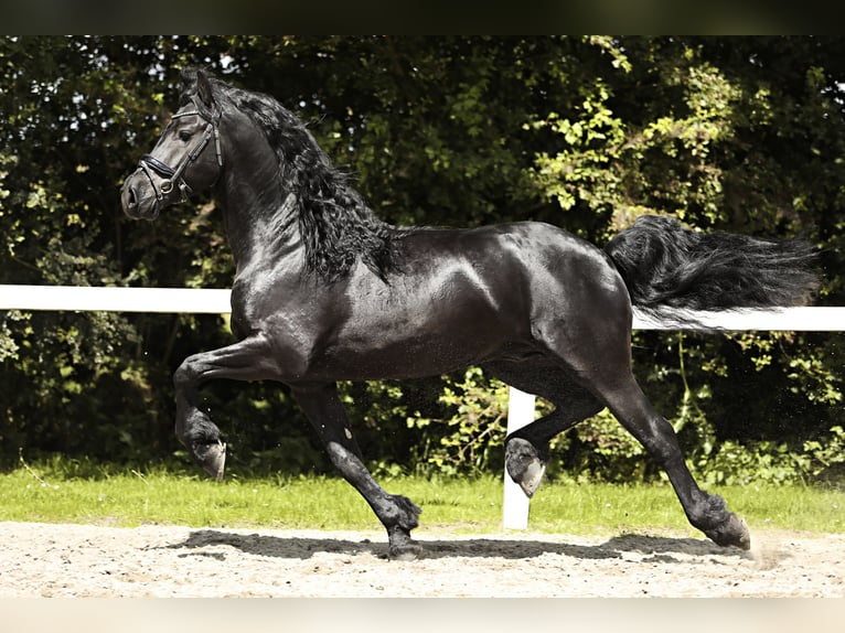 Friesian horses Stallion 4 years 16 hh Black in Britswert