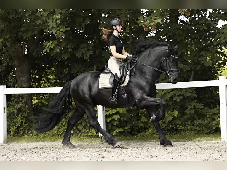 Friesian horses Stallion 4 years 16 hh Black in Britswert