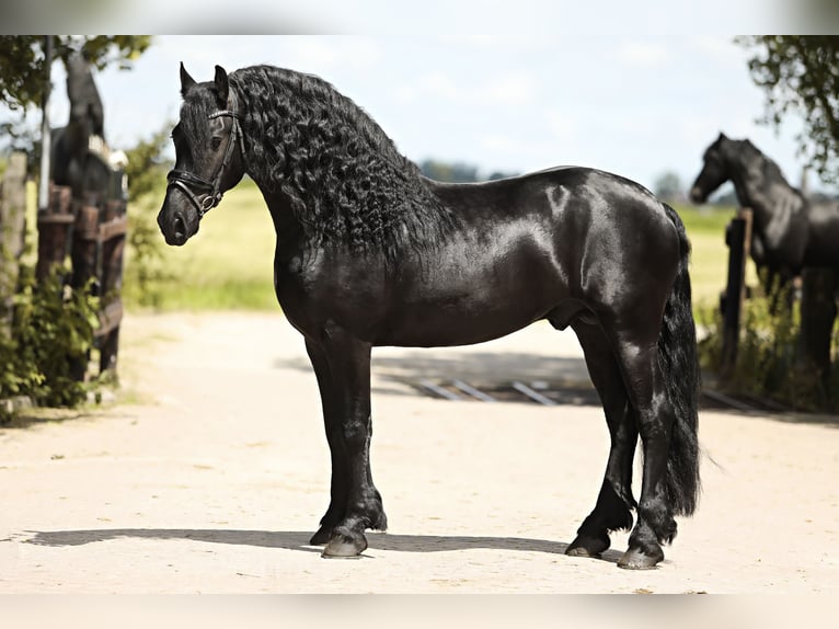 Friesian horses Stallion 4 years 16 hh Black in Britswert