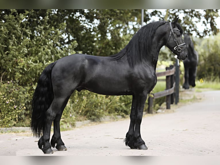 Friesian horses Stallion 4 years 16 hh Black in Britswert