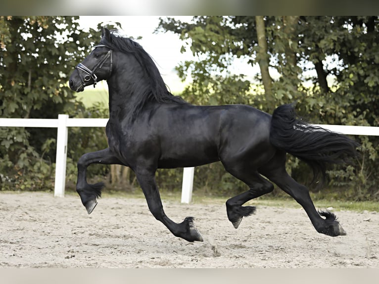 Friesian horses Stallion 4 years 16 hh Black in Britswert