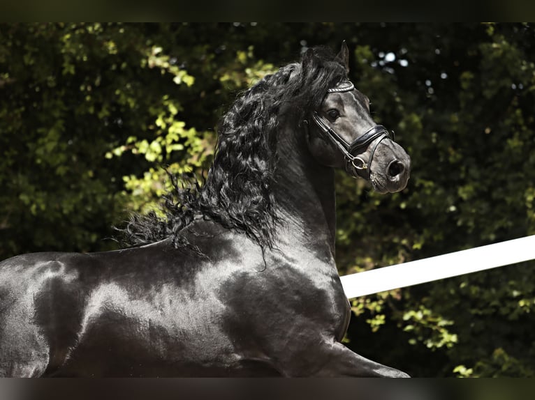 Friesian horses Stallion 4 years 16 hh Black in Britswert