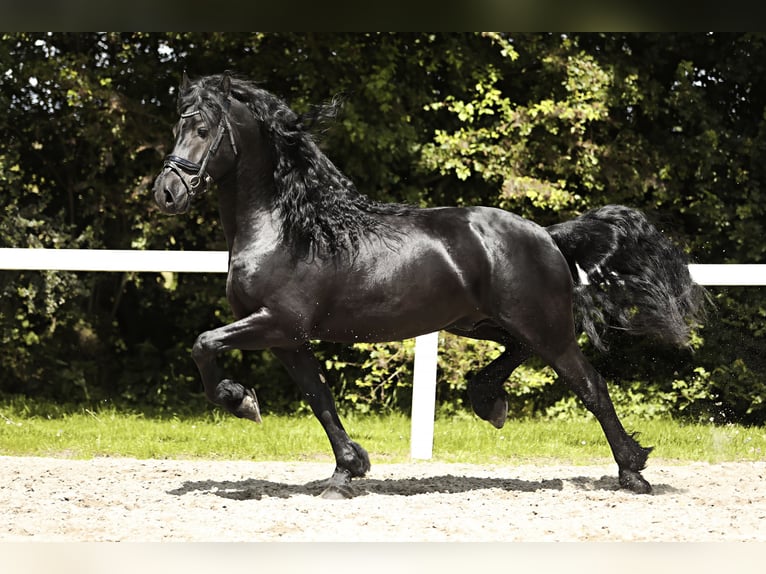 Friesian horses Stallion 4 years 16 hh Black in Britswert