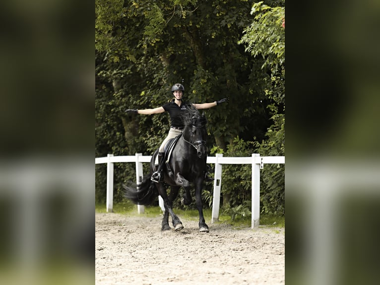 Friesian horses Stallion 4 years 16 hh Black in Britswert