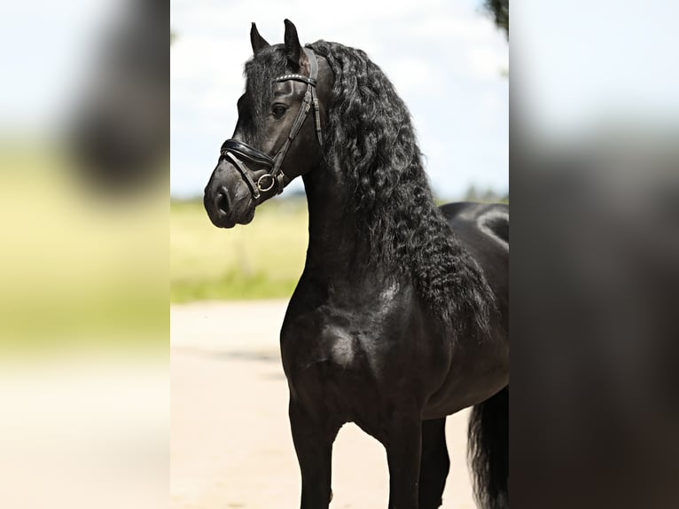 Friesian horses Stallion 4 years 16 hh Black in Britswert