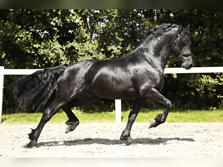 Friesian horses Stallion 4 years 16 hh Black in Britswert