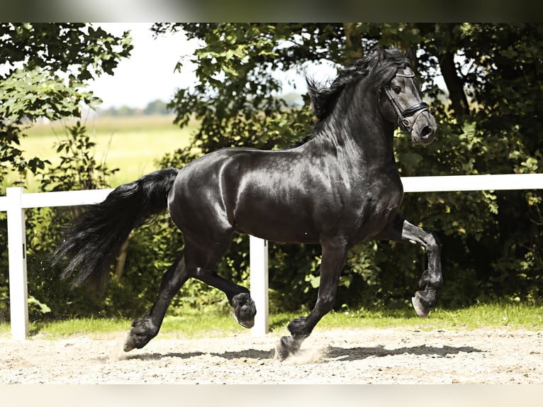 Friesian horses Stallion 4 years 16 hh Black in Britswert