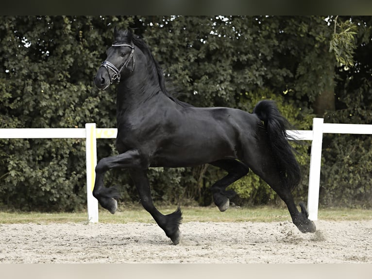 Friesian horses Stallion 4 years 16 hh Black in Britswert