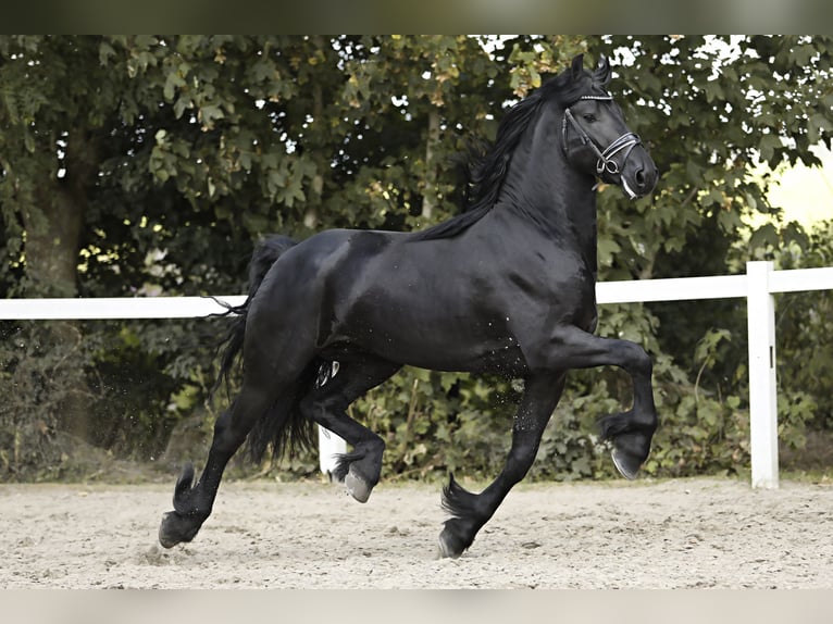 Friesian horses Stallion 4 years 16 hh Black in Britswert