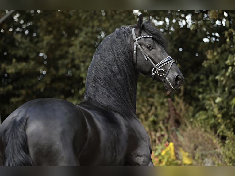 Friesian horses Stallion 4 years 16 hh Black in Britswert