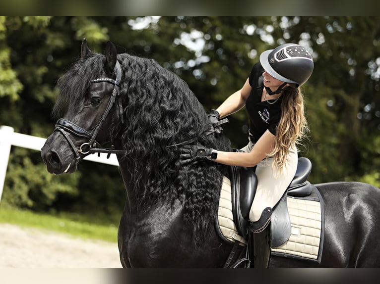 Friesian horses Stallion 4 years 16 hh Black in Britswert