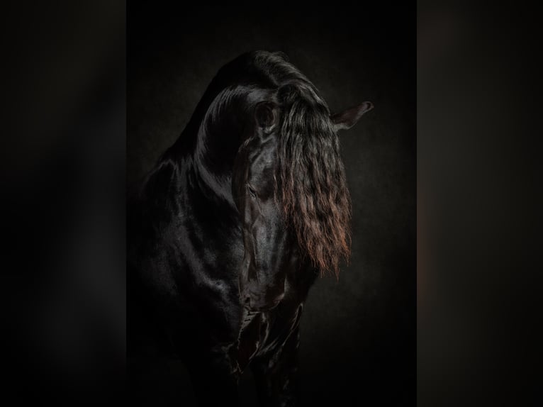Friesian horses Stallion 4 years 16 hh Black in Ternaard