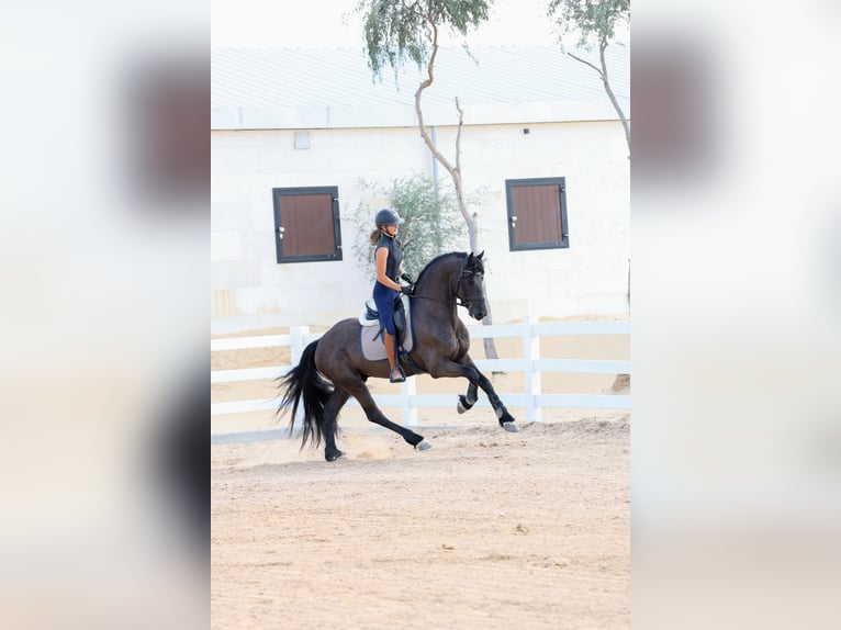 Friesian horses Stallion 4 years 16 hh Black in Dubai
