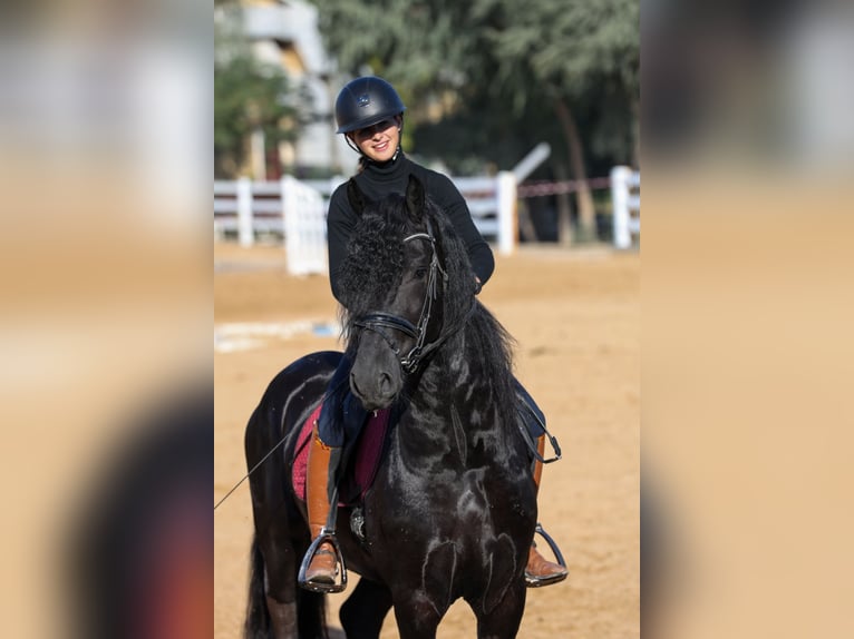 Friesian horses Stallion 4 years 16 hh Black in Dubai