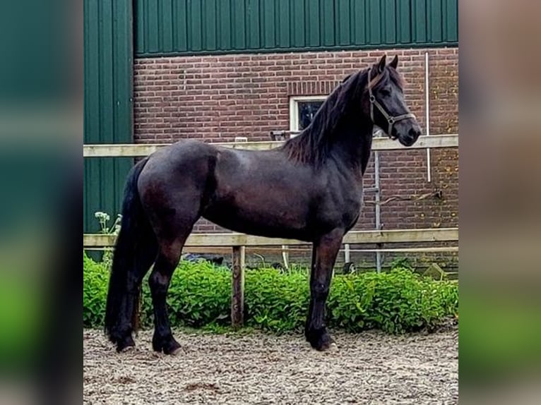 Friesian horses Stallion 4 years 16 hh Black in Holland