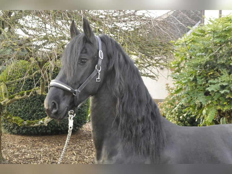 Friesian horses Stallion 4 years 16 hh Black in Ochtendung