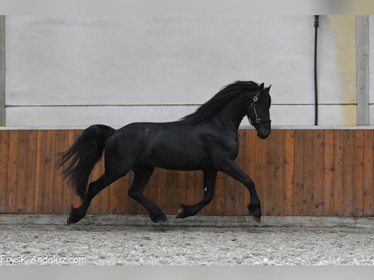 Friesian horses Stallion 4 years 16 hh Black in Mijnsheerenland