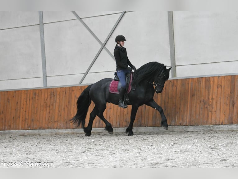Friesian horses Stallion 4 years 16 hh Black in Mijnsheerenland