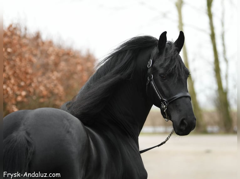Friesian horses Stallion 4 years 16 hh Black in Mijnsheerenland