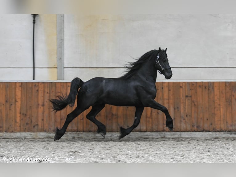 Friesian horses Stallion 4 years 16 hh Black in Mijnsheerenland