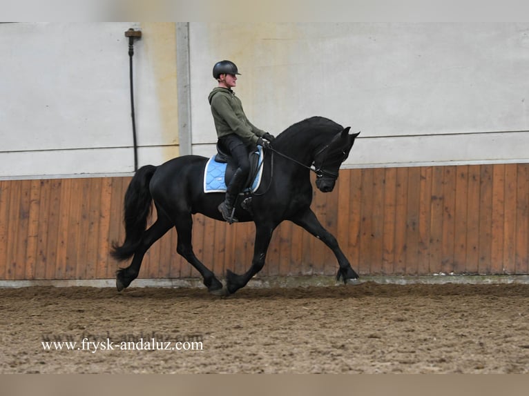 Friesian horses Stallion 4 years 16 hh Black in Mijnsheerenland