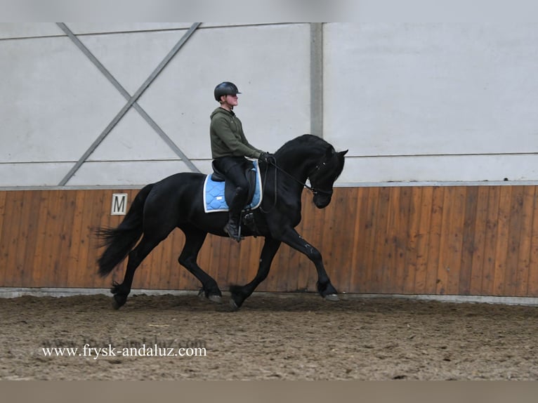 Friesian horses Stallion 4 years 16 hh Black in Mijnsheerenland