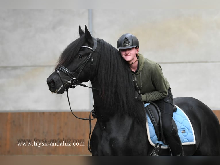 Friesian horses Stallion 4 years 16 hh Black in Mijnsheerenland