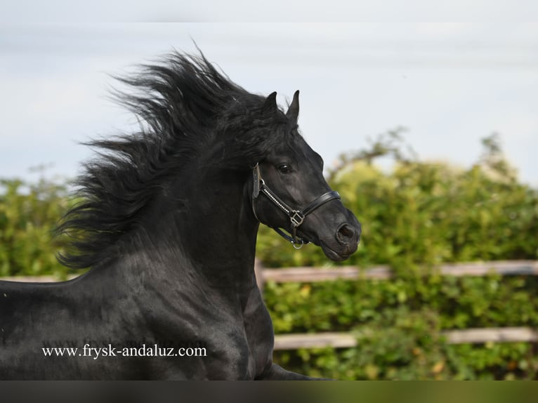 Friesian horses Stallion 4 years 16 hh Black in Mijnsheerenland