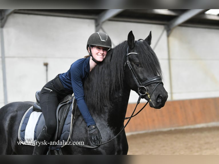Friesian horses Stallion 4 years 16 hh Black in Mijnsheerenland