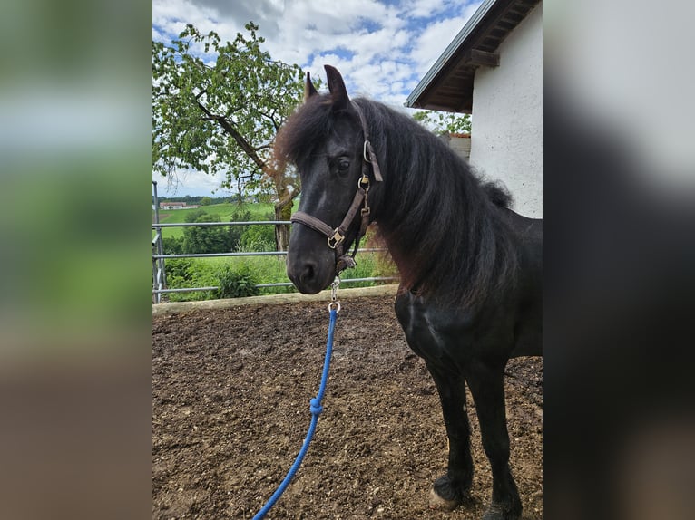 Friesian horses Stallion 4 years 16 hh Black in Pleiskirchen
