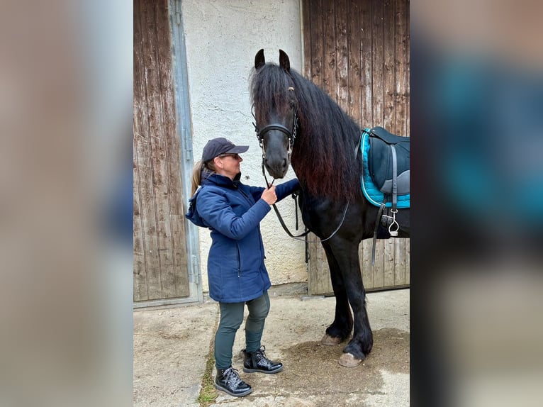 Friesian horses Stallion 4 years 16 hh Black in Pleiskirchen