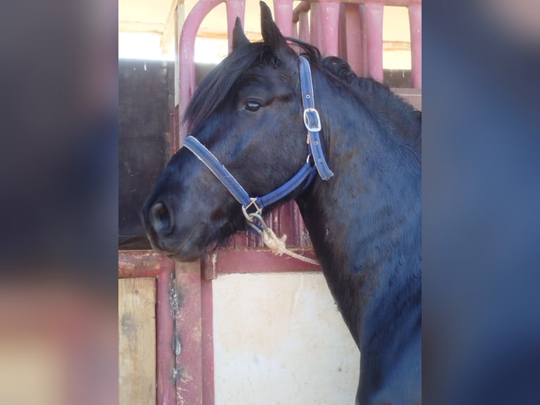 Friesian horses Mix Stallion 4 years 16 hh Black in Ciudad Real