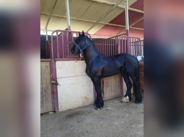 Friesian horses Mix Stallion 4 years 16 hh Black in Ciudad Real