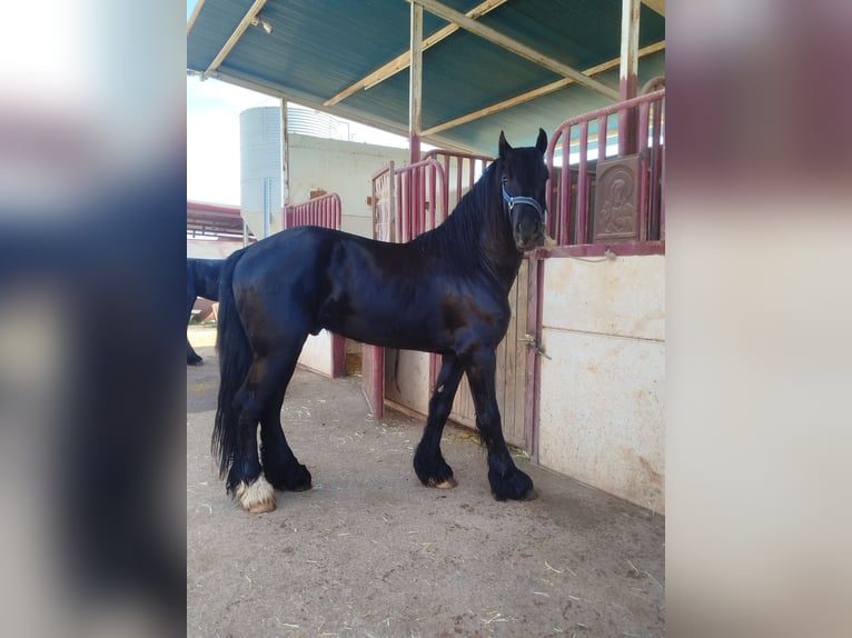 Friesian horses Mix Stallion 4 years 16 hh Black in Ciudad Real