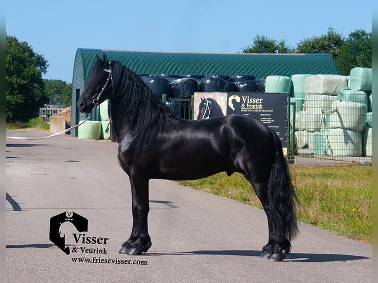 Friesian horses Stallion 4 years 16 hh in Drachten